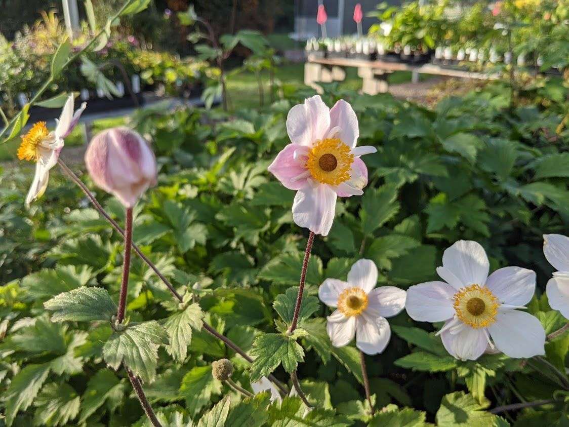 Anemone 'Dainty Swan'