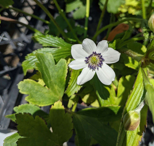 Anemone Rivularis