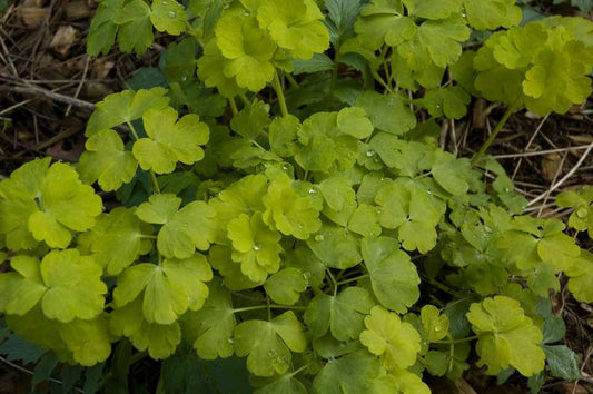 Aquilegia vulgaris 'Mellow Yellow'