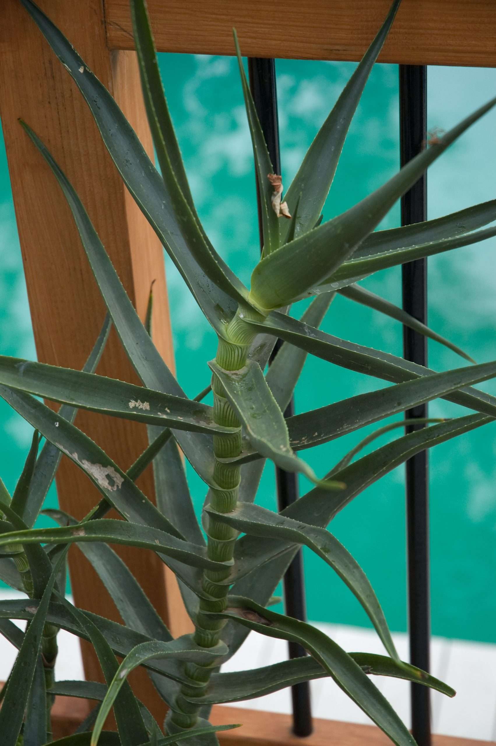 climbing aloe vera plant Aloe striatula – Secret Garden Growers