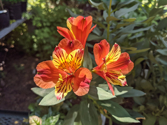 Alstroemeria 'Indian Summer'