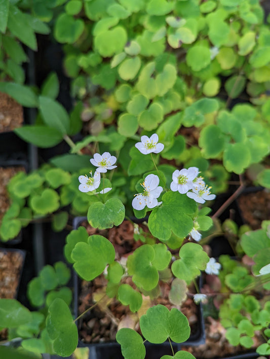 Anemonella thalictroides