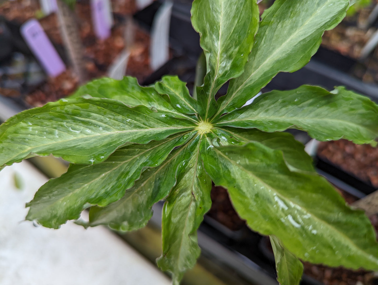 Arisaema consanguineum ‘Silver Leaf’