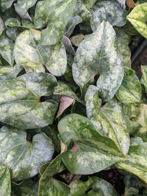 Asarum splendens 'Quicksilver'