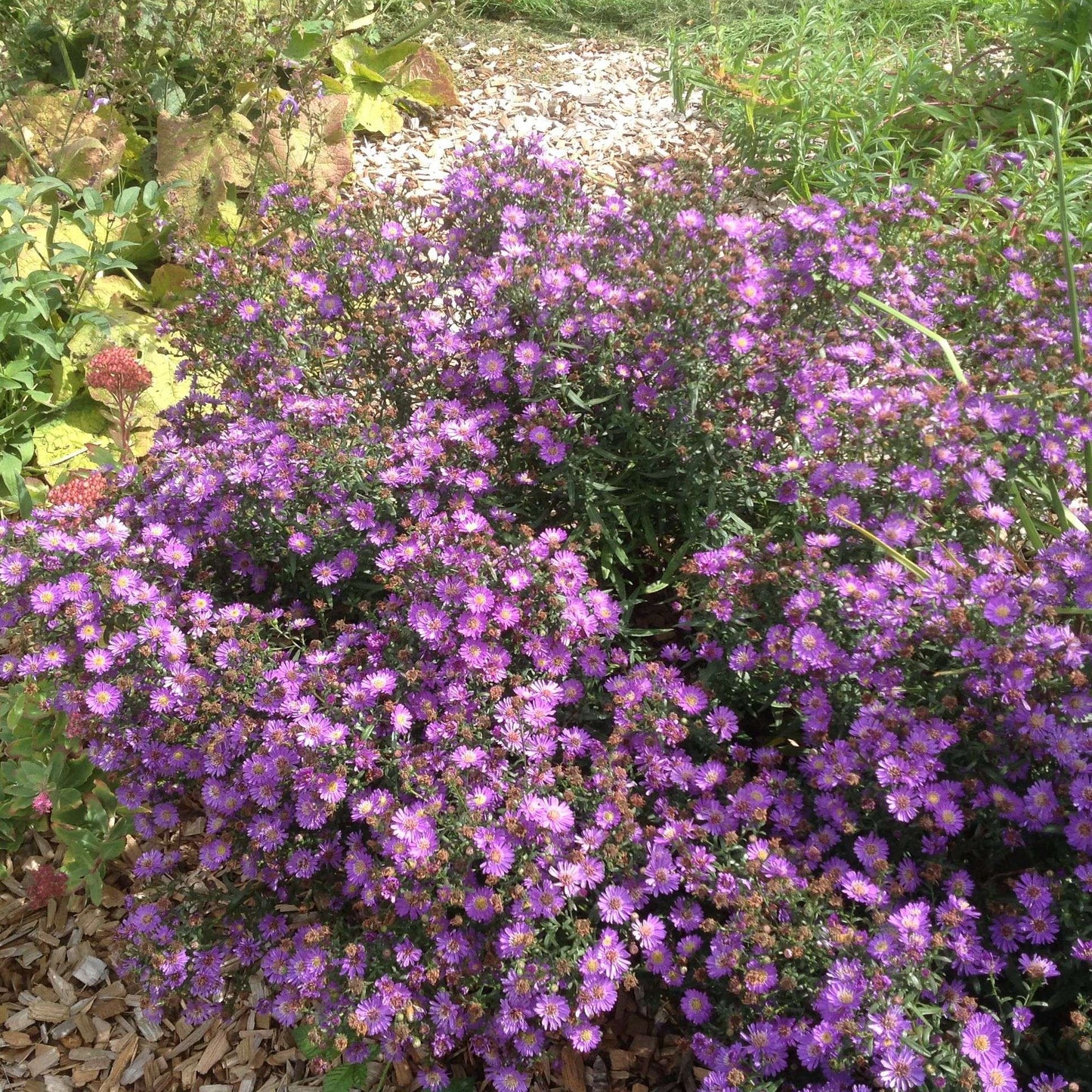 Aster 'Tiny Tot' - avail Sept
