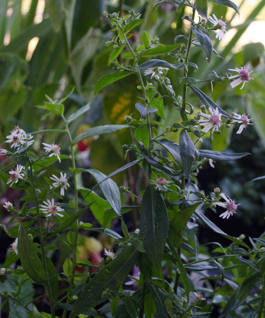 Aster lateriflorum 'Lady in Black'