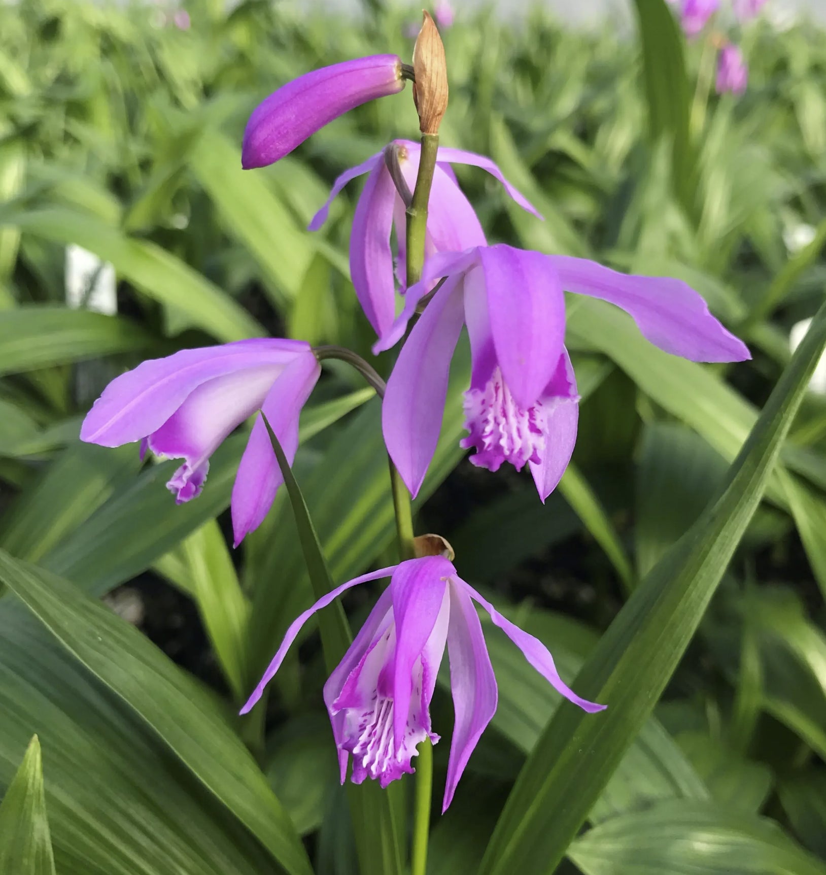 Bletilla striata 'Shi-ran' – Secret Garden Growers