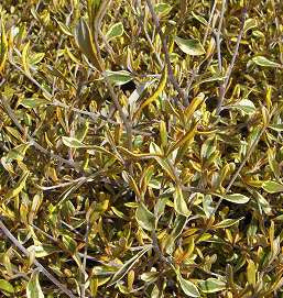 Corokia virgata 'Sunsplash' – Secret Garden Growers