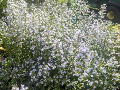 Calamintha nepeta 'Montrose White' – Secret Garden Growers