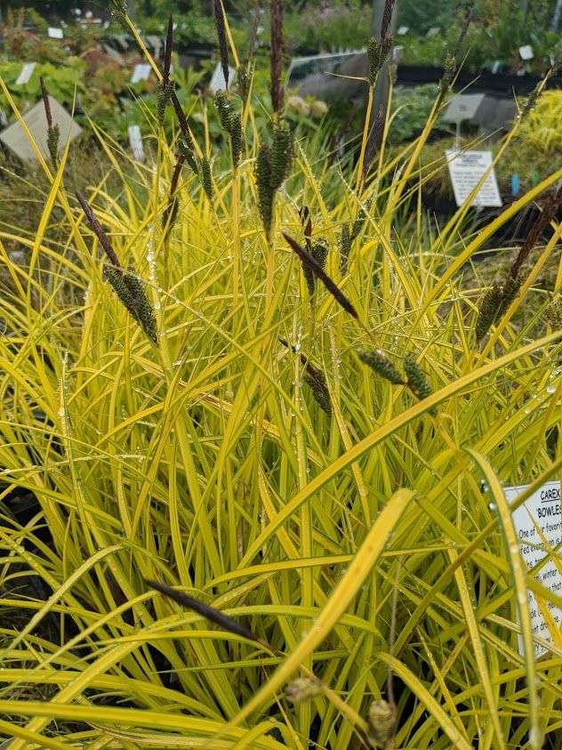 Carex elata ‘Bowles Golden’
