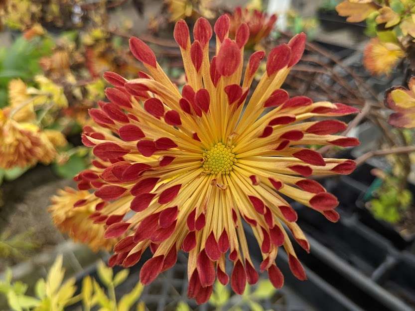 Chrysanthemum 'Matchsticks'