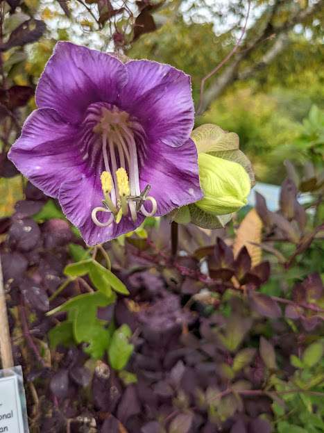 Cobaea scandens