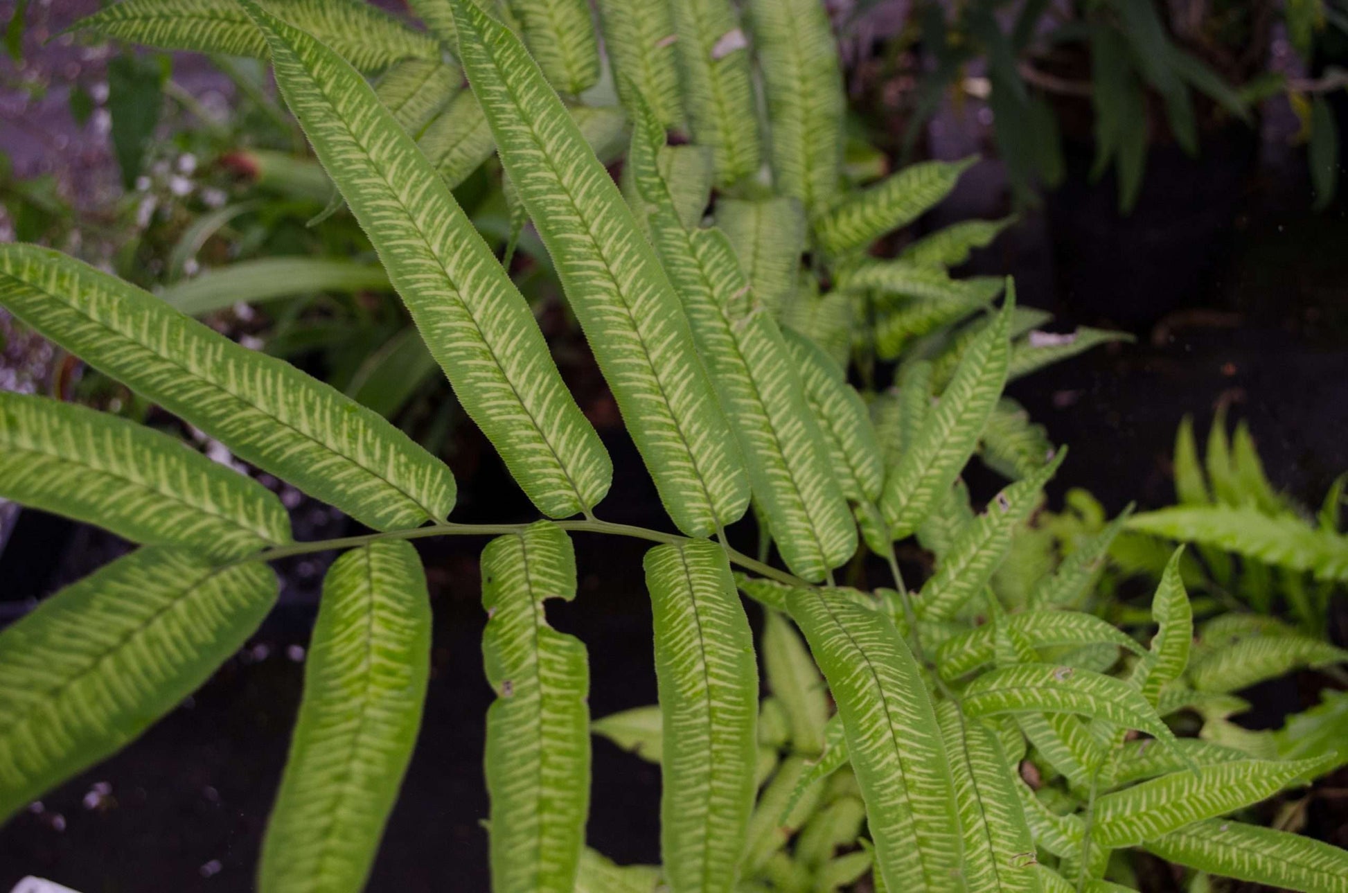 Coniogramme emeiensis ‘Golden Zebra’