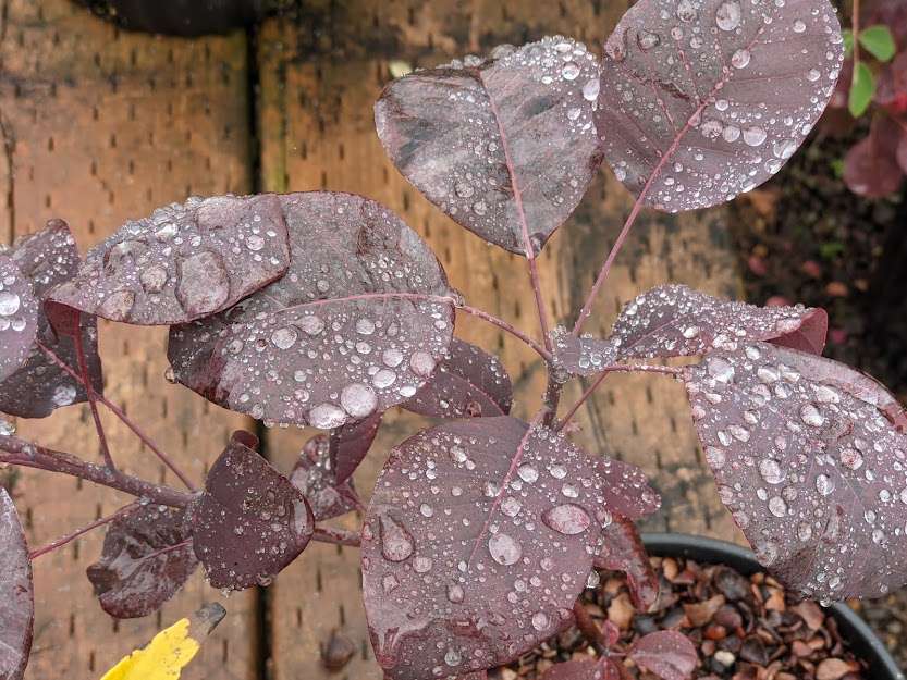 Cotinus coggygria Winecraft Black®