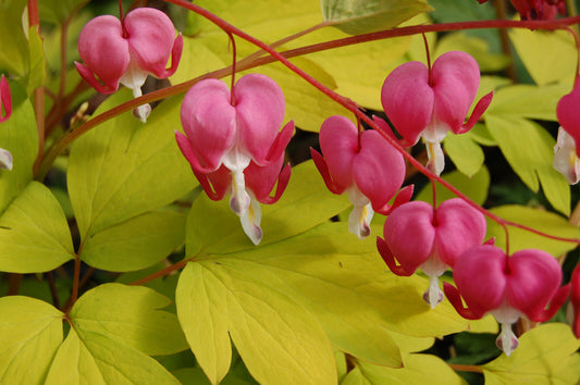 Dicentra spectabilis 'Gold Heart'