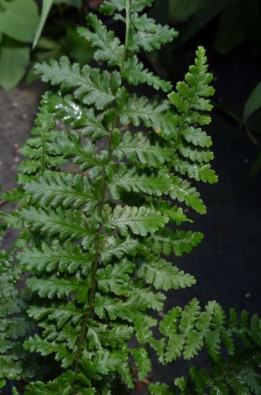 Dryopteris affinis 'Cristata'