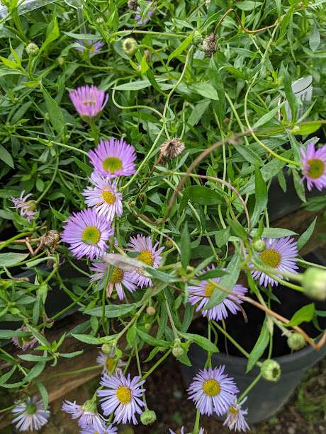 Erigeron karvinskianus ‘Moerheimii’