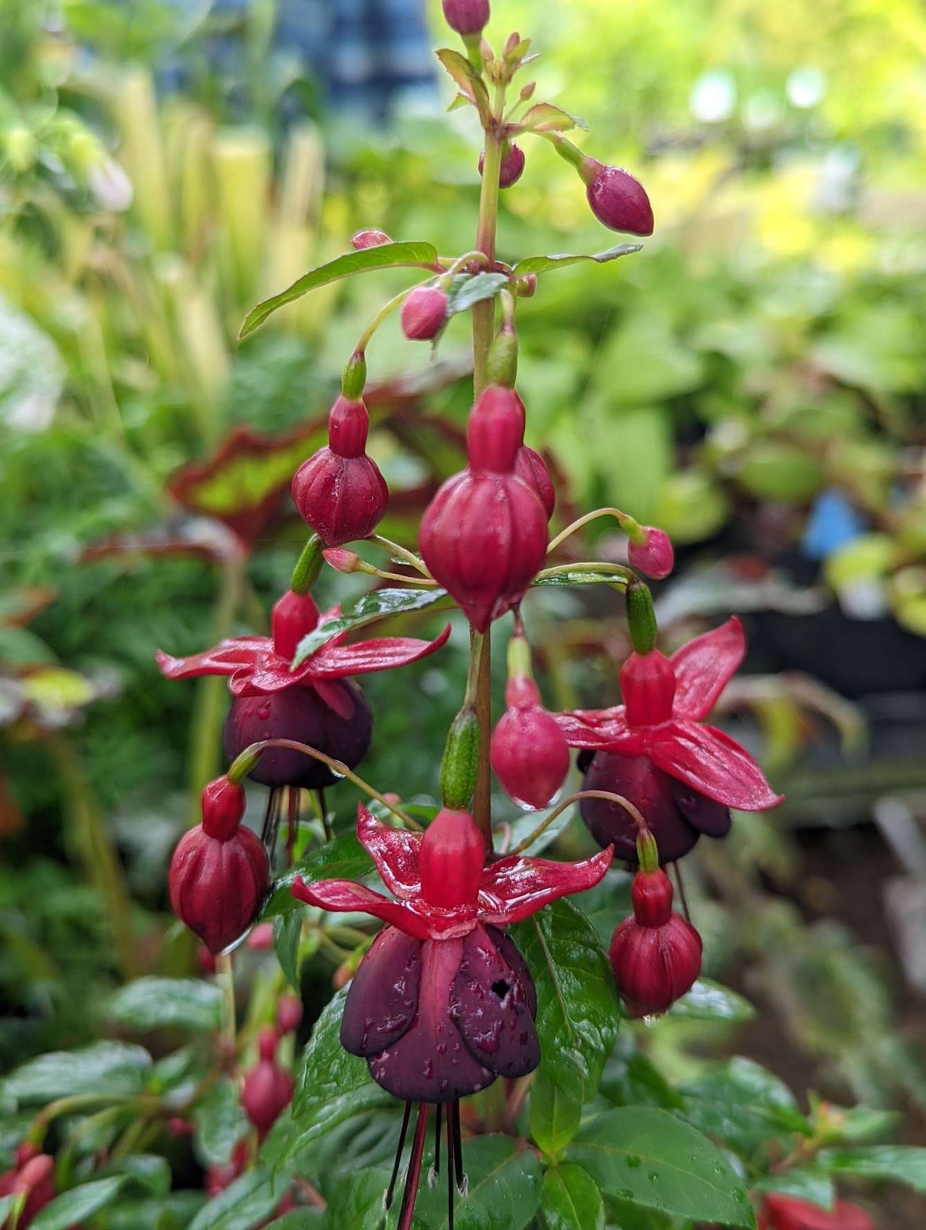 Fuchsia ‘DebRon’s Black Cherry‘