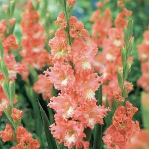 Gladiolus 'Fringed Coral Lace'