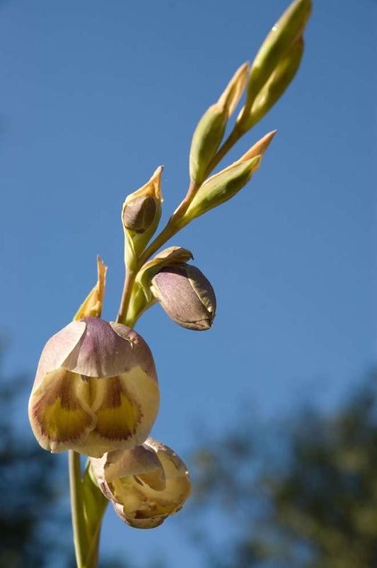 Gladiolus papilio