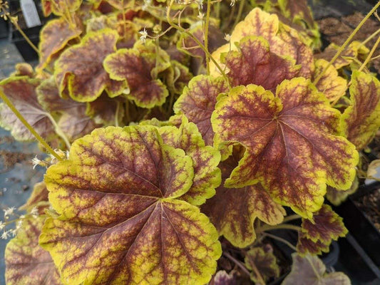 Heucherella 'Solar Eclipse' PP23647