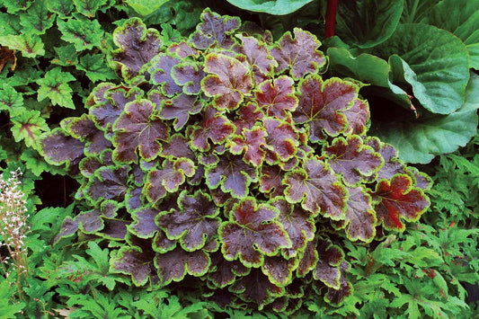 Heucherella 'Solar Eclipse' PP23647