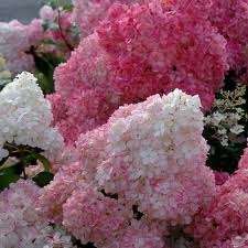 Hydrangea paniculata 'Sunday Fraise'