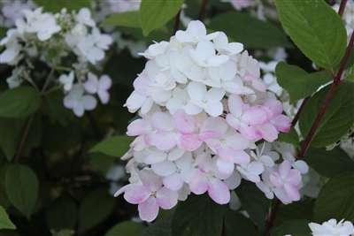 Hydrangea paniculata 'Sunday Fraise'
