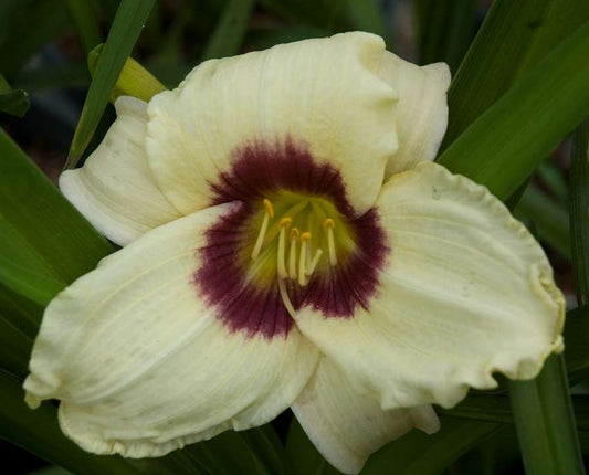 Hemerocallis 'Pandora's Box'