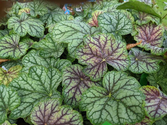 Heuchera 'Green Spice'
