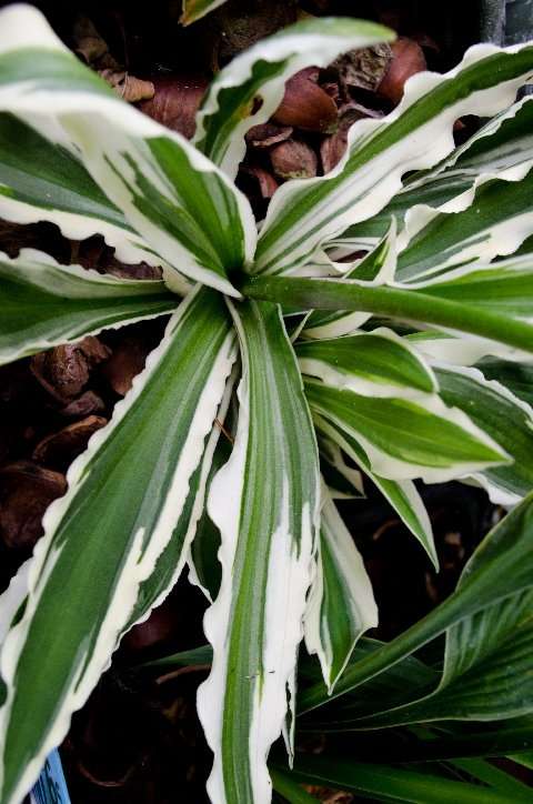 Hosta 'Hi Ho Silver'
