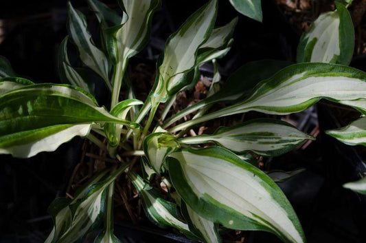 Hosta 'Masquerade'