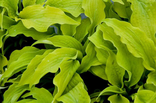 Hosta 'Piedmont Gold'