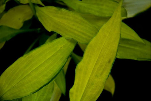 Hosta 'Pineapple Upside Down Cake'