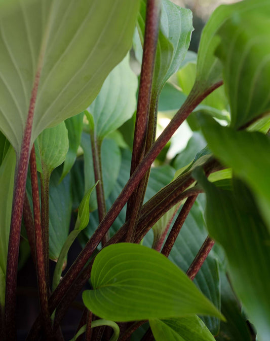 Hosta 'Red October'