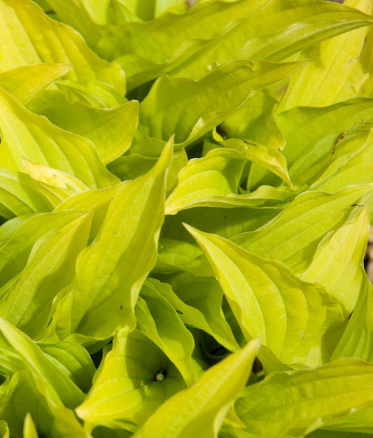 Hosta 'Little Aurora'