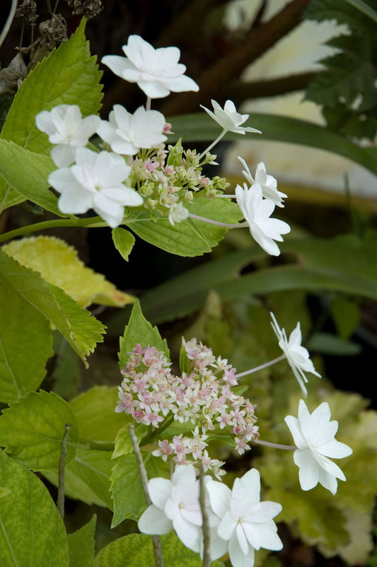 Hydrangea 'Fuji Waterfall'