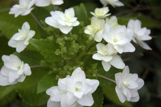 Hydrangea Fuji Waterfall