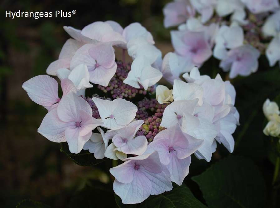 Hydrangea macrophylla Princess Lace® Royal Majestics®