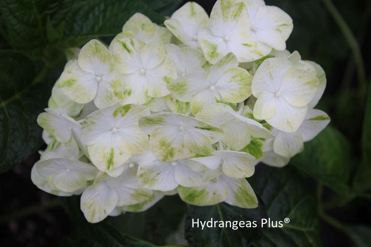 Hydrangea macrophylla Queen of Pearls® Royal Majestics®