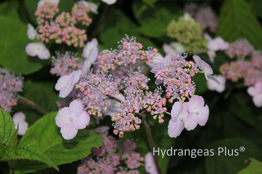 Hydrangea serrata 'Hokkaido'