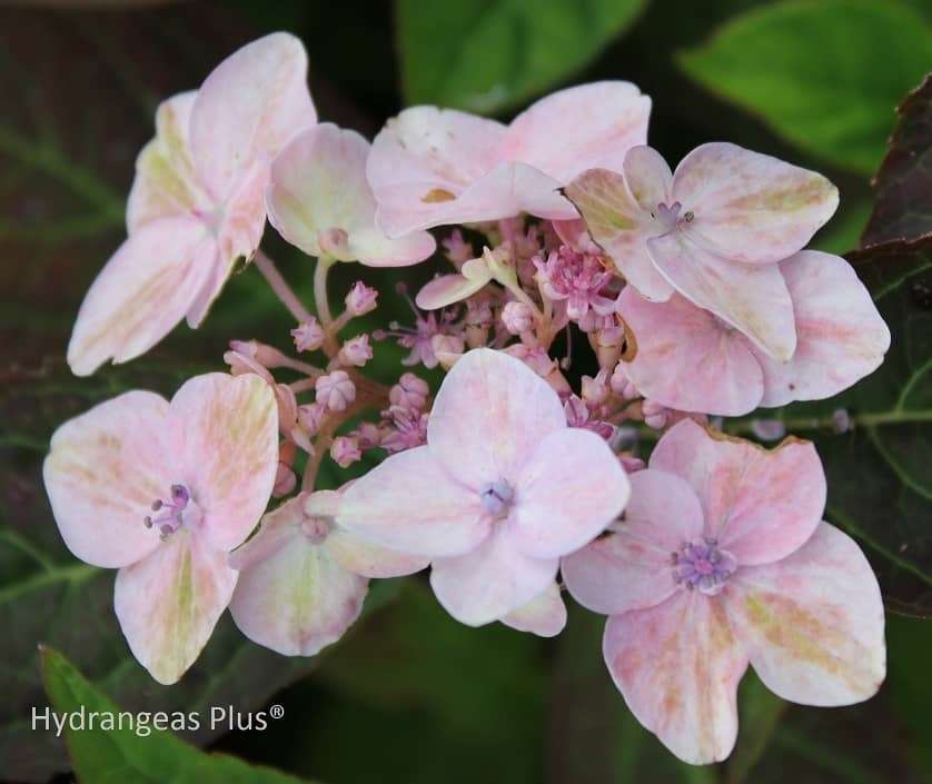 Hydrangea serrata 'Painter's Pallett' – Secret Garden Growers