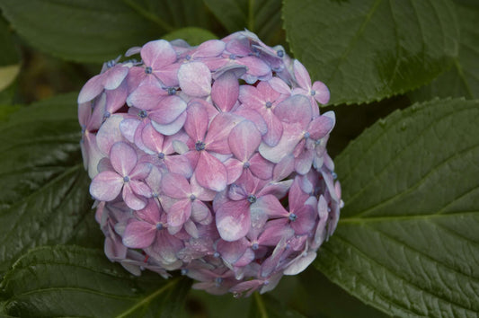 Hydrangea macrophylla Nigra