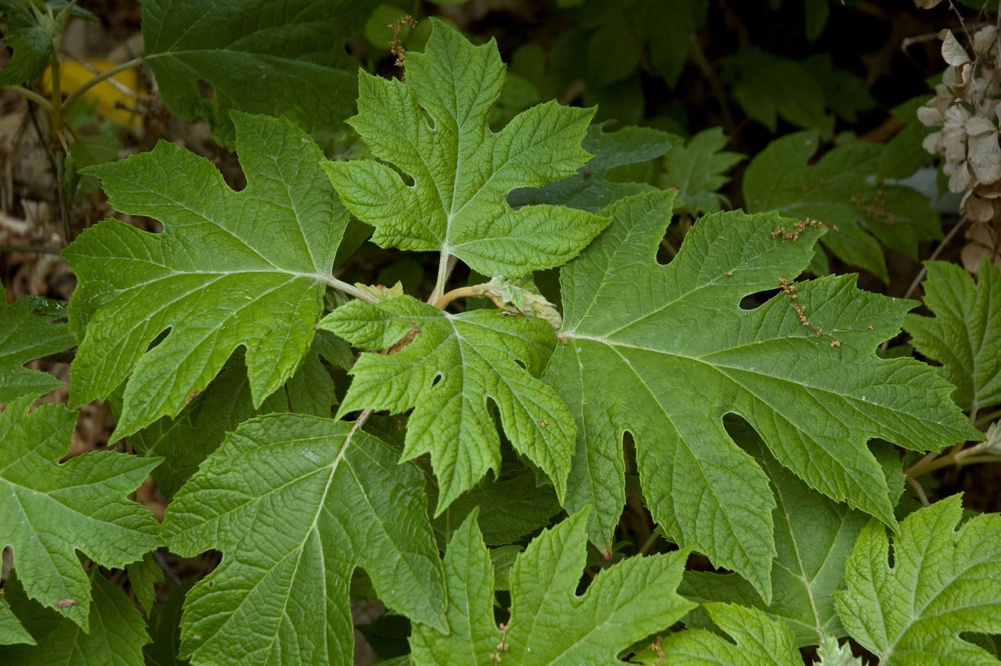 Hydrangea quercifolia 'Pee Wee' leaf