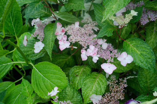 Hydrangea serrata O Amacha Nishiki