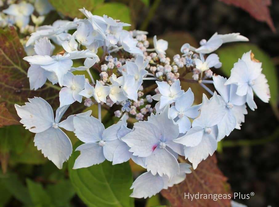Hydrangea serrata 'Blue Deckle'