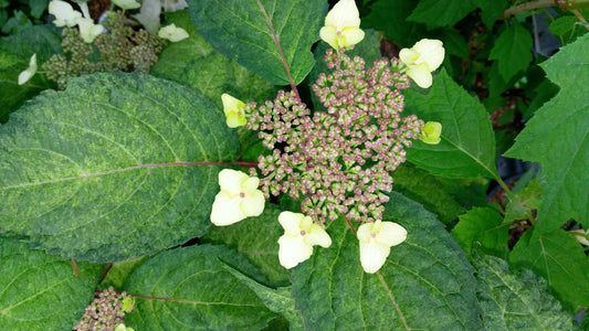 Hydrangea serrata O amacha Nishiki