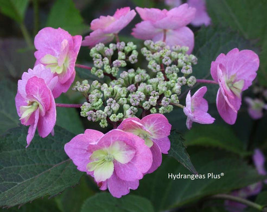 Hydrangea serrata 'Tuff Stuff' ™