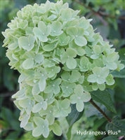 Hydrangea paniculata Little Lime®
