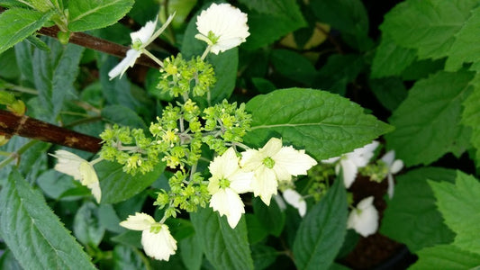 Hydrangea angustipetala 'Golden Crane'